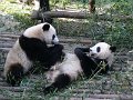 Pandas (022)